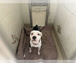 Small American Pit Bull Terrier