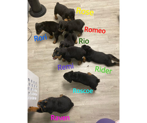 Rottweiler Puppy for sale in TOLEDO, OH, USA