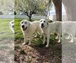 Small Photo #2 - Mix Puppy For Sale in Bountiful, UT, USA