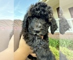 Small Photo #45 Bernedoodle Puppy For Sale in MOULTON, AL, USA