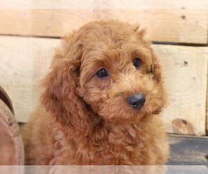 Cavapoo Puppy for Sale in JONES, Michigan USA