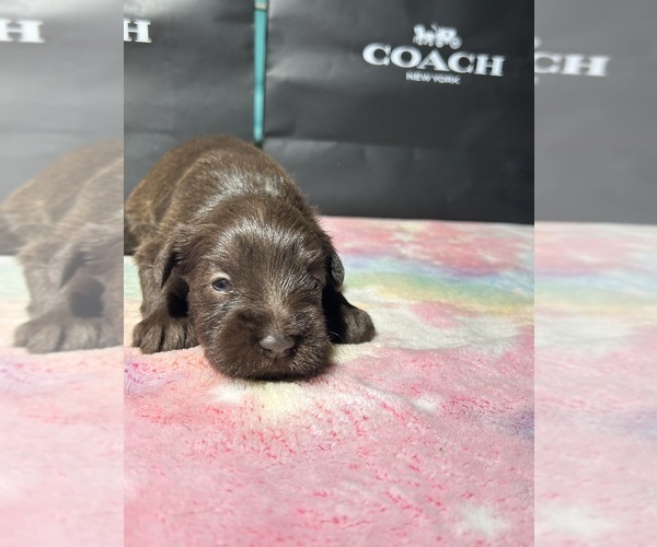 Medium Photo #4 Schnauzer (Miniature) Puppy For Sale in HOUSTON, TX, USA