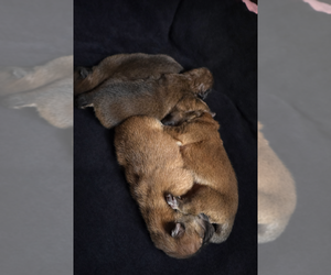 Chow Chow Puppy for sale in SAN JOSE, CA, USA