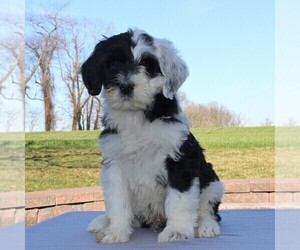 Portuguese Water Dog Puppy for sale in STRASBURG, PA, USA