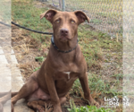 Small #2 Labrador Retriever Mix
