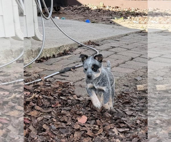 Medium Photo #7 Australian Cattle Dog Puppy For Sale in ROCKWALL, TX, USA