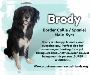 Border Collie-Spaniel Mix Dogs for adoption in Anchorage, AK, USA