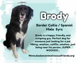 Small Border Collie-Spaniel Mix