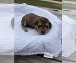 Puppy Spice Dachshund
