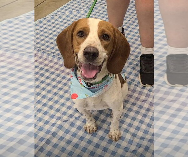 Medium Photo #1 Beagle Puppy For Sale in Tampa, FL, USA