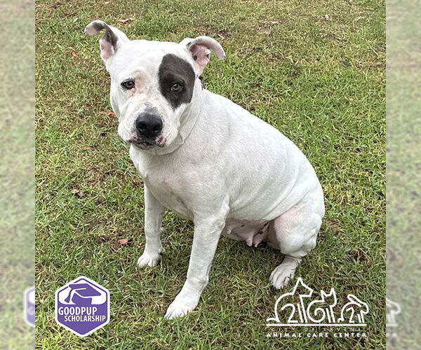 Medium Photo #1 American Pit Bull Terrier Puppy For Sale in Irvine, CA, USA