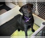Small Photo #3 Labrador Retriever Puppy For Sale in CARMICHAEL, CA, USA