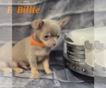 Small #1 Chihuahua