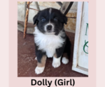 Puppy Dolly Australian Shepherd