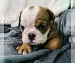 Medium English Bulldog