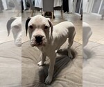 Puppy Samson Boxer