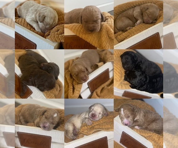 Medium Photo #1 Labradoodle Puppy For Sale in MOUNTAIN HOME, AR, USA
