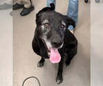 Ash - Male Labrador Retriever Dog for Adoption - Small photo