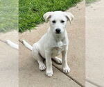 Small Labrador Retriever-white german shepherd Mix