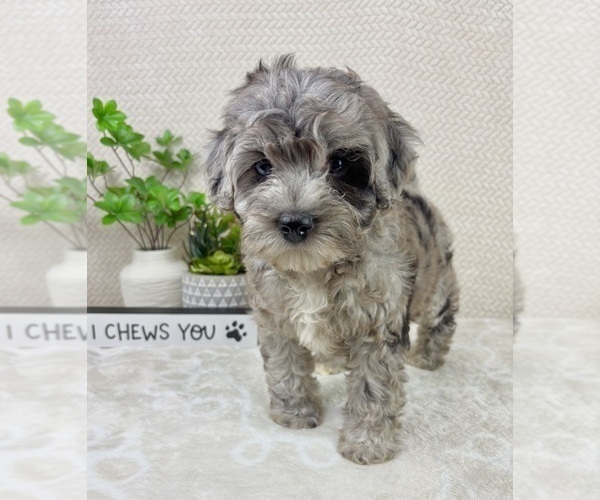 Medium Photo #6 Cavapoo (Miniature) Puppy For Sale in INDIANAPOLIS, IN, USA