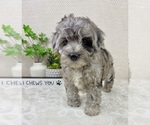 Small #5 Cavapoo (Miniature)