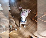 Small #2 American Pit Bull Terrier-American Staffordshire Terrier Mix