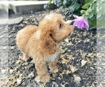 Puppy Rudy Cavapoo