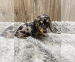 Small Photo #7 Dachshund Puppy For Sale in MYRTLE, MO, USA