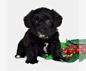 Pembroke Welsh Corgi-Poodle (Miniature) Mix Puppy for sale in STRASBURG, PA, USA