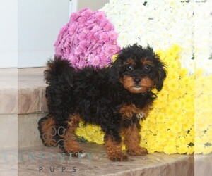 Cavapoo Puppy for sale in NOTTINGHAM, PA, USA