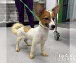 Small #2 Mutt