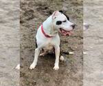 Small #10 American Pit Bull Terrier Mix