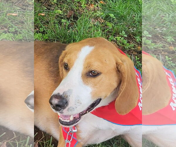Medium Photo #2 English Foxhound-Unknown Mix Puppy For Sale in Forest, VA, USA