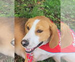 Small #1 English Foxhound Mix
