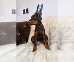 Small Photo #1 Doberman Pinscher Puppy For Sale in CRAWFORD, CO, USA