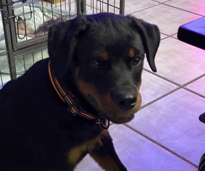Rottweiler Puppy for sale in FORT MYERS, FL, USA