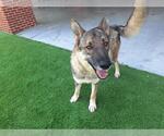 Small #1 German Shepherd Dog Mix