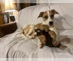 Small Photo #16 Beagle-Unknown Mix Puppy For Sale in Fort Worth, TX, USA
