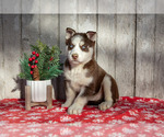 Puppy Gumbo Siberian Husky