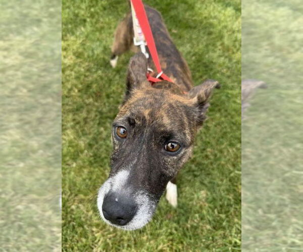 Medium Photo #7 Chihuahua-Dutch Shepherd  Mix Puppy For Sale in Grafton, WI, USA