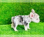 Small Photo #7 French Bulldog Puppy For Sale in CYPRESS, TX, USA
