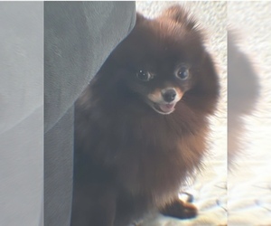 Mother of the Pomeranian puppies born on 03/15/2025