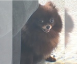 Small Photo #1 Pomeranian Puppy For Sale in PORTLAND, OR, USA