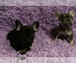 Small Photo #10 French Bulldog Puppy For Sale in REDMOND, WA, USA