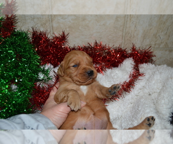 Medium Photo #5 Golden Retriever Puppy For Sale in GREENWOOD, WI, USA