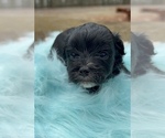 Small #9 Morkie