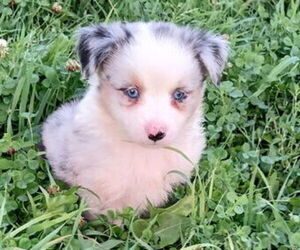 Miniature Australian Shepherd Puppy for sale in MILTON, WI, USA