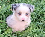 Small Miniature Australian Shepherd