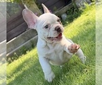 Small #3 French Bulldog