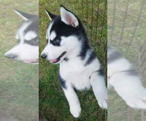 Siberian Husky Puppy for sale in LYNDONVILLE, VT, USA